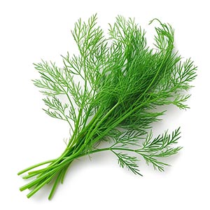 Photo Dill :: fragrance ingredients