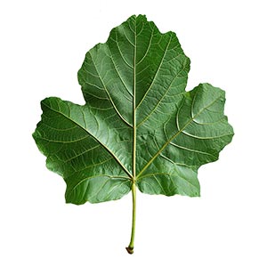 Photo Fig Leaf :: fragrance ingredients