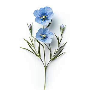 Photo Flax Flower :: fragrance ingredients