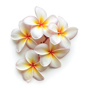 Photo Frangipani :: fragrance ingredients