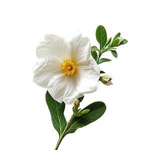 Photo French Labdanum :: fragrance ingredients