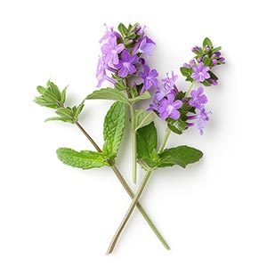 Photo Fresh Verbena :: fragrance ingredients