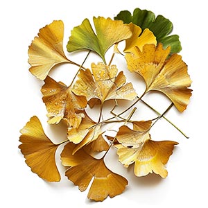 Photo Ginkgo :: fragrance ingredients