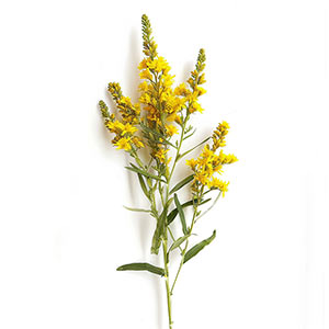 Photo Goldenrod :: fragrance ingredients