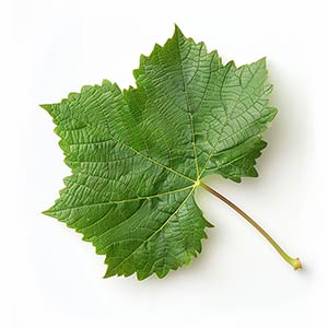 Photo Grape Leaf :: fragrance ingredients