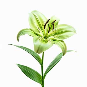 Photo Green Lily :: fragrance ingredients