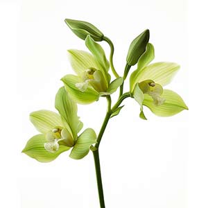 Photo Green Orchid :: fragrance ingredients