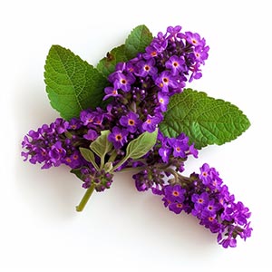 Photo Heliotrope :: fragrance ingredients