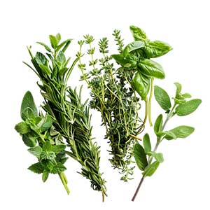 Photo Herbs :: fragrance ingredients