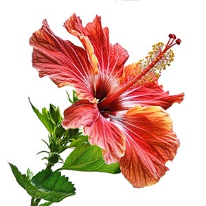 Photo Hibiscus :: fragrance ingredients