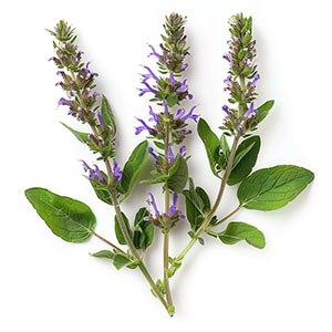 Photo Hyssop :: fragrance ingredients