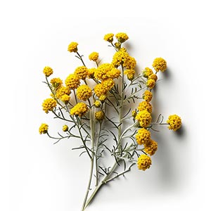 Photo Immortelle :: fragrance ingredients