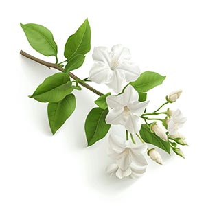 Photo Italian Jasmine :: fragrance ingredients