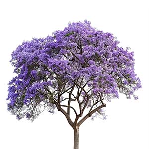 Photo Jacaranda Wood :: fragrance ingredients