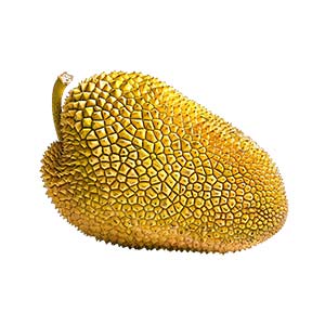 Photo Jackfruit :: fragrance ingredients