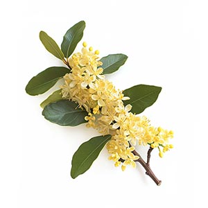 Photo Japanese Osmanthus :: fragrance ingredients