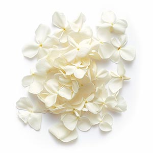 Photo Jasmine Petals :: fragrance ingredients