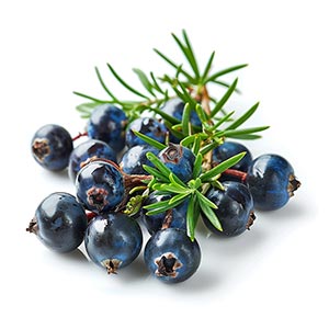 Photo Juniper Berry :: fragrance ingredients