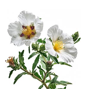 Labdanum as a Perfume Note Ingredient