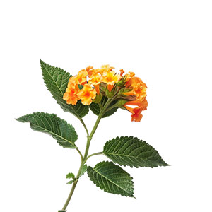 Photo Lantana Flower :: fragrance ingredients