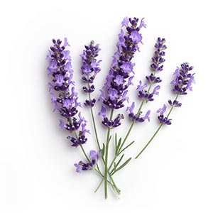 Photo Lavender Blossom :: fragrance ingredients