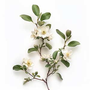 Photo Leatherwood :: fragrance ingredients