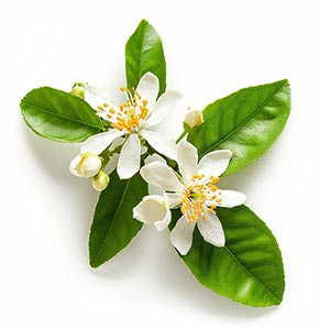 Photo Lemon Blossom :: fragrance ingredients