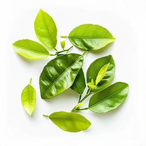 Photo Lemon Leaf :: fragrance ingredients