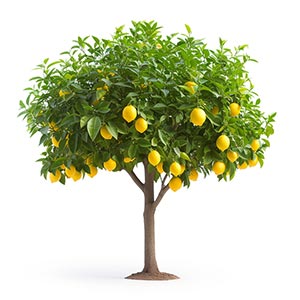 Photo Lemon Tree :: fragrance ingredients