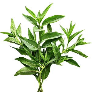 Photo Lemon Verbena :: fragrance ingredients