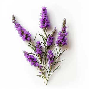 Photo Liatris :: fragrance ingredients