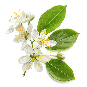 Photo Lime Blossom :: fragrance ingredients