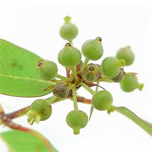 Photo Litsea Cubeba :: fragrance ingredients