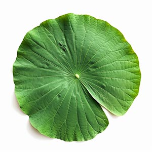 Photo Lotus Leaf :: fragrance ingredients