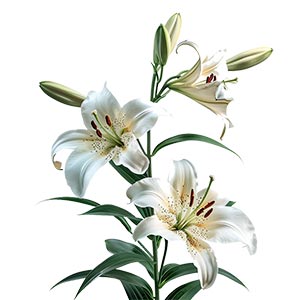 Photo Madonna Lily :: fragrance ingredients