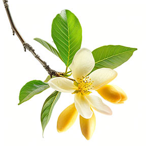 Photo Mango Blossom :: fragrance ingredients