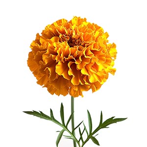 Photo Marigold :: fragrance ingredients