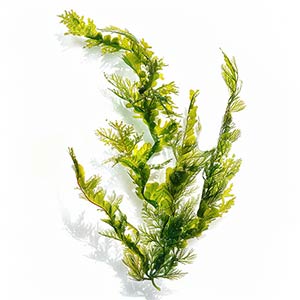 Photo Marine Algae :: fragrance ingredients