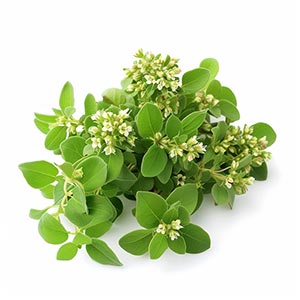 Photo Marjoram :: fragrance ingredients