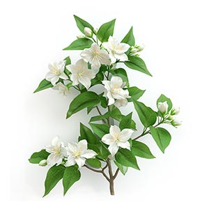 Photo Mock Orange :: fragrance ingredients