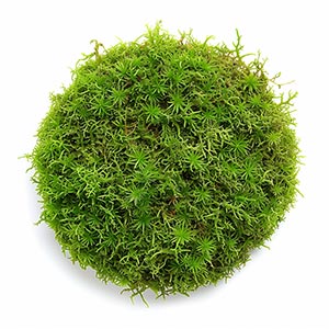 Photo Moss :: fragrance ingredients