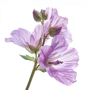 Photo Musk Mallow :: fragrance ingredients