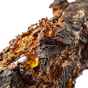 Myrrh as a Perfume Note Ingredient