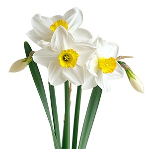 Photo Narcissus :: fragrance ingredients