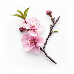 Photo Nectarine Blossom :: fragrance ingredients