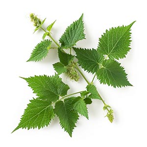 Photo Nettle :: fragrance ingredients