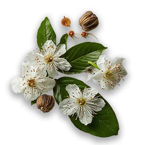 Photo Nutmeg Flower :: fragrance ingredients