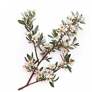 Photo Olive Blossom :: fragrance ingredients