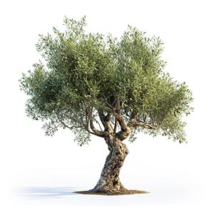 Photo Olive Tree :: fragrance ingredients