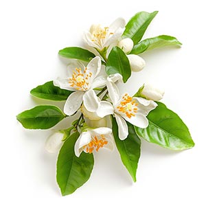 Photo Orange Blossom :: fragrance ingredients